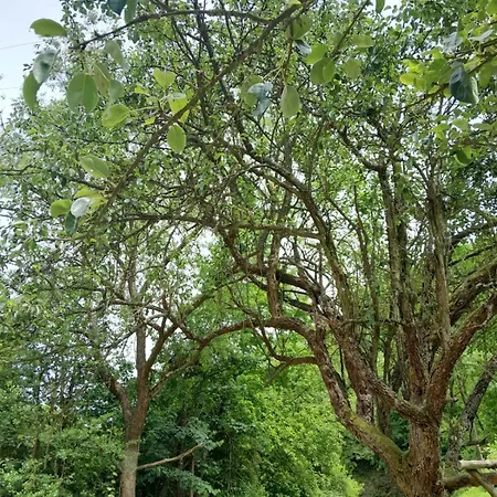 In The Energy Forest 아파트 비소코